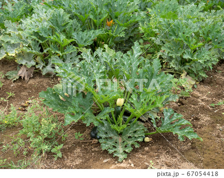 ズッキーニ畑 ズッキーニ畑 67054418