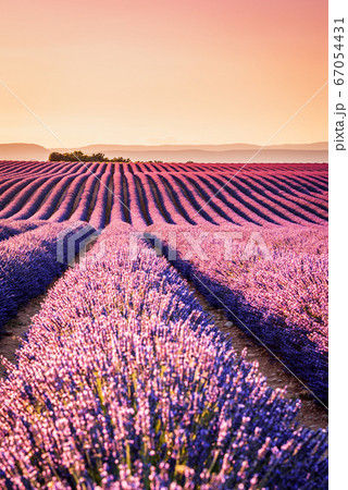 Valensole lavender in Provence, France Valensole lavender in Provence, France 67054431