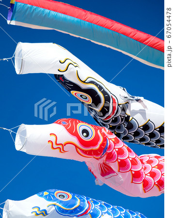 鯉のぼり 鯉のぼり 67054478