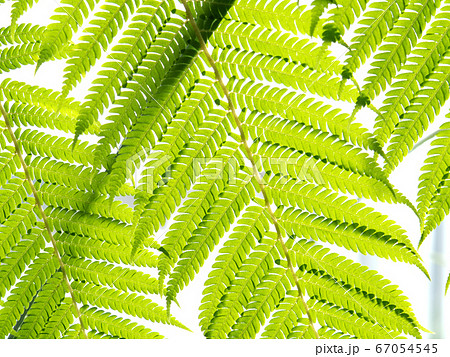 トロピカルイメージ　シダの葉 67054545