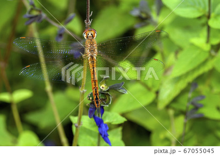 ウスバキトンボ 67055045