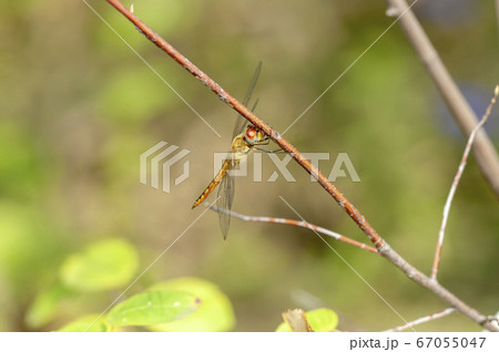 ウスバキトンボ ウスバキトンボ 67055047