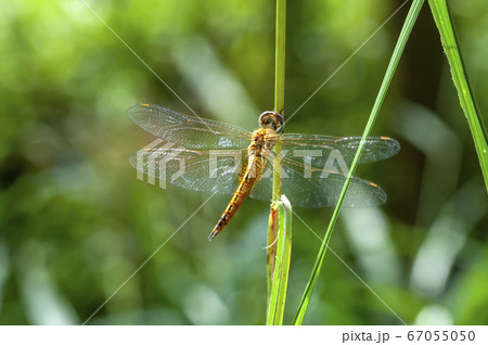 ウスバキトンボ ウスバキトンボ 67055050