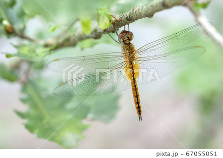 ウスバキトンボ 67055051