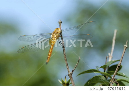 ウスバキトンボ 67055052