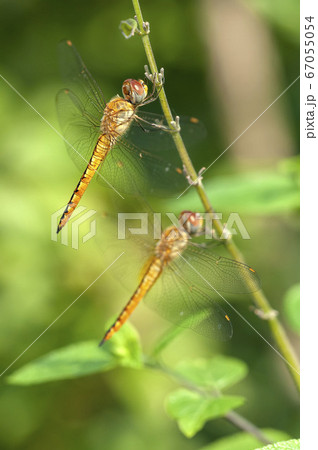 ウスバキトンボ 67055054
