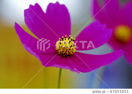 コスモス コスモス 67055055