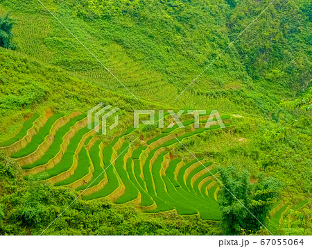 Lao Cai rice fields near Sapa (Chapa) in north 67055064