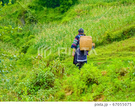 Lao Cai rice fields near Sapa (Chapa) in north 67055075