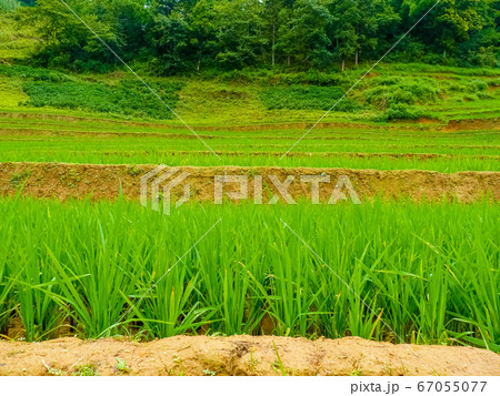 Lao Cai rice fields near Sapa (Chapa) in north 67055077