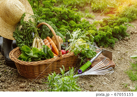 a corf full with vegetables in the garden 67055155