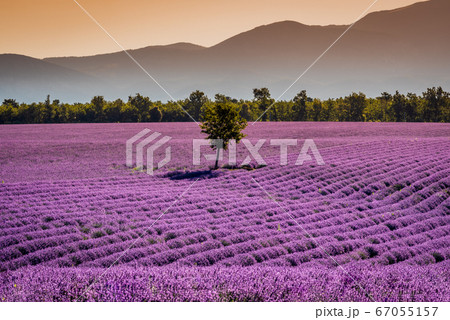 Valensole lavender in Provence, France 67055157