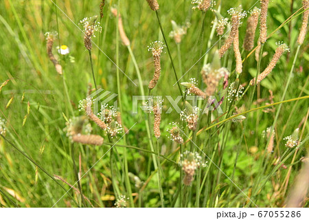 オオヘラバコ オオヘラバコ 67055286