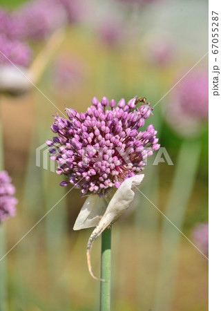 アリウム・ギンガチウム アリウム・ギンガチウム 67055287