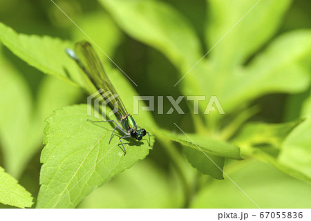 カワトンボ 67055836