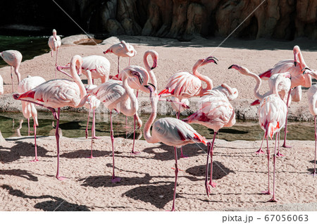 Flock of Flamingo birds in Valencia Bioparc zoo - 67056063