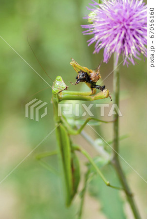 オオカマキリ オオカマキリ 67056160
