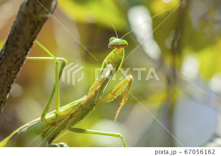 オオカマキリ オオカマキリ 67056162