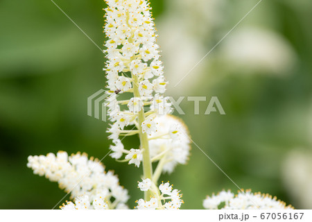 白い花咲く高山植物 コバイケイソウの写真素材