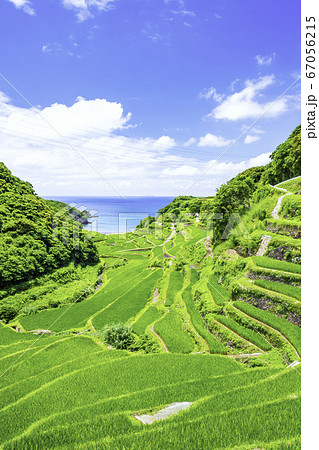 夏の緑が美しい浜野浦の棚田（佐賀県玄海町）の写真素材 [67056215