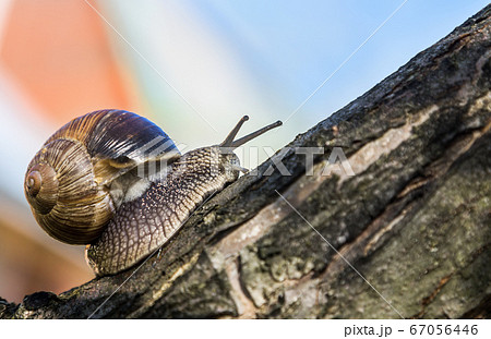 Grape snail, Europe's largest snail crawls 67056446