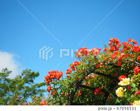 北海道の風景 ロイズ ローズガーデン 67056531