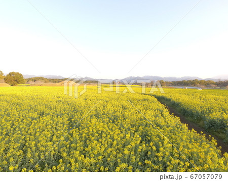 菜の花畑 菜の花畑 67057079