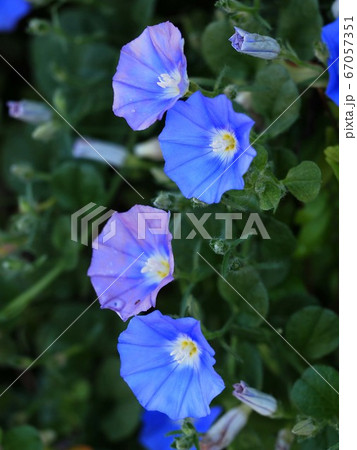 ブルーの丸葉朝顔の花と蕾の写真素材