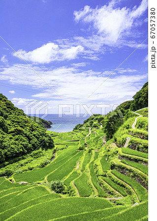 夏の緑が美しい浜野浦の棚田 佐賀県玄海町 の写真素材