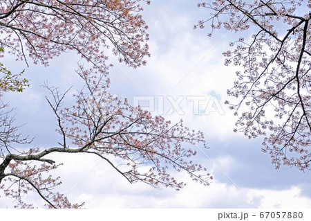桜 67057880