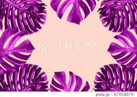 green monstera leaves pattern are made violet for 67058070