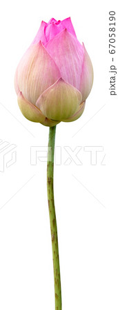Beautiful pink water lily or lotus flower isolated 67058190