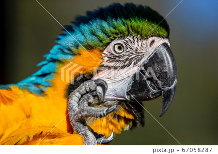 ワンピなど最旬ア！ 鳥 ルリコンゴウインコ インコの写真素材 PIXTA - [67058287] 絵画