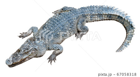 crocodile isolated on white background 67058318