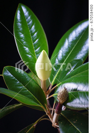 タイサンボクの蕾 タイサンボクの蕾 67058400