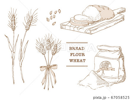 手描きの小麦 小麦粉 パン 素材 イラスト 線画 のイラスト素材