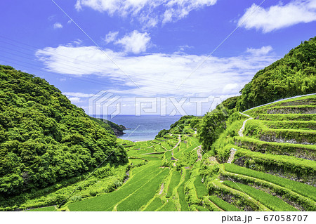 夏の緑が美しい浜野浦の棚田（佐賀県玄海町） 67058707