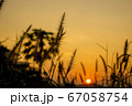 sunrise with silhouette grass flower scenes at chiang khan in loei province thailand 67058754