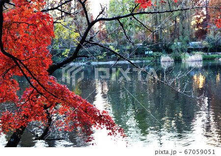 井の頭公園の紅葉の写真素材