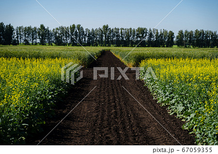 Landscape with rapeseed field and blue sky. Focus on the foreground. Landscape with rapeseed field and blue sky. Focus on the foreground. 67059355