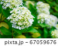 紫陽花の花 67059676