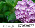 紫陽花の花 67059677