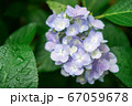 紫陽花の花 67059678