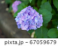 紫陽花の花 67059679