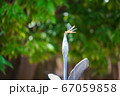 柵に止まったトンボ 67059858