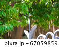柵にとまったトンボ 67059859