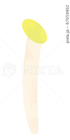 モヤシのイラスト 67059902