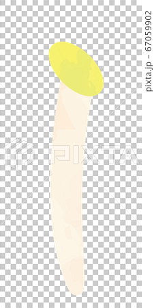 モヤシのイラスト 67059902