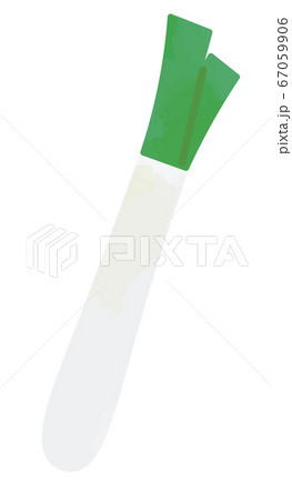 長ネギ　白ネギのイラスト 67059906