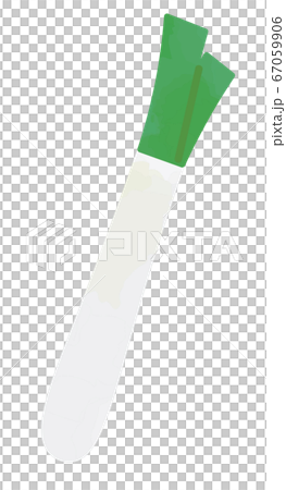 長ネギ　白ネギのイラスト 67059906